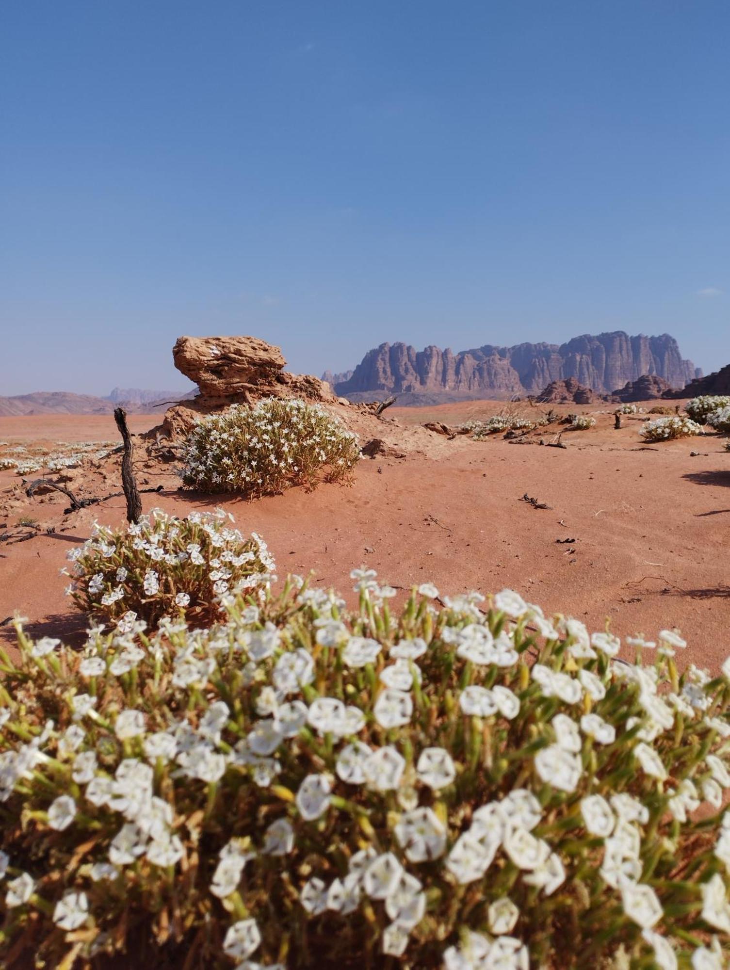 فندق Wadi Rum Sand Delight Camp المظهر الخارجي الصورة